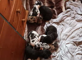 great dane puppies 5 weeks old for sale