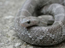Grey corn snake and viv