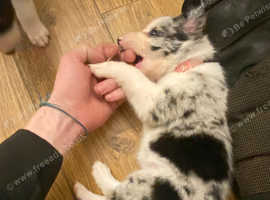 Australian shepherd puppies
