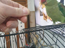 Alexander parrot for sale