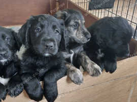 Coltriever puppies for 2024 sale near me