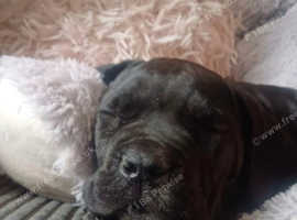 11 week old female cane corso puppy
