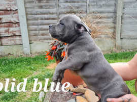 6 pups left 4 boys 2 girls