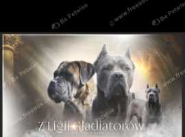 Cane Corso puppies for sale