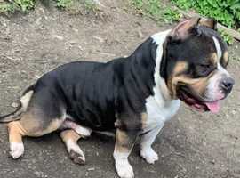 Very stunning pocket bully male for stud