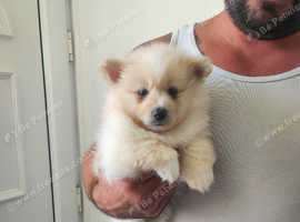 1 boy came available be quick the video is him today !!! Pomeranian puppies