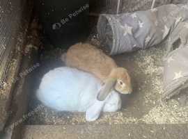 Two gorgeous female giant lop