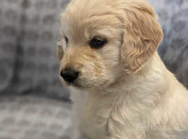 Quality Goldendoodle from Health tested parents.