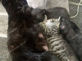 Kittens 4 weeks old