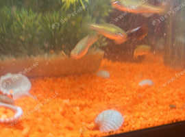 Fish
