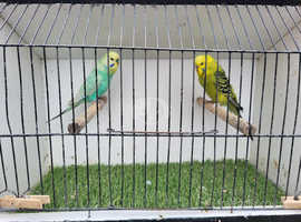 Adult proven budgie pair.