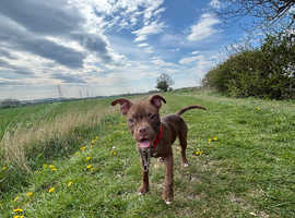 6 month old Staff X American bulldog
