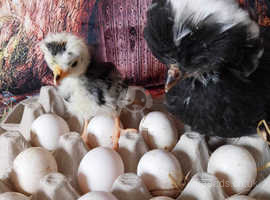 Polish hatching eggs