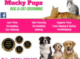 Dog & Cat Grooming