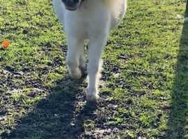 Gorgeous Red and White Mini Shetland Gelding For Sale