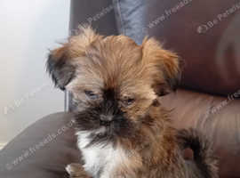 Stunning Lhasa Apso pups