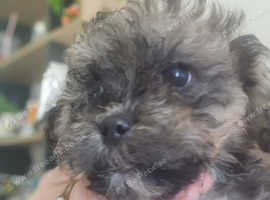 shihtzu bichon x poodle pups £650