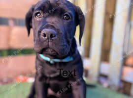 Cane corso pups ready NOW