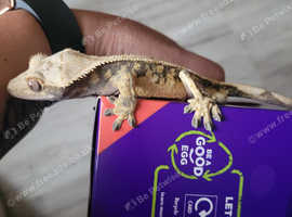 crested geckos