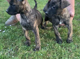 Two 8 week old boys