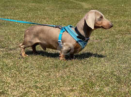 Miniature male dachshund
