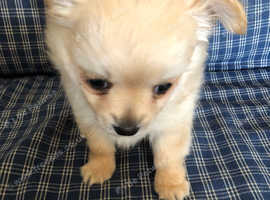 Chihuahua boy