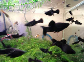 Jet Black baby Mollies mixed sizes £1 each