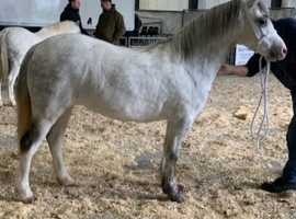 Potential Hoys pony