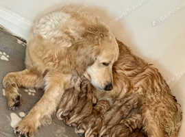 Goldador puppies