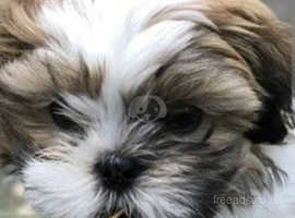 Wanted Shih tzu puppy