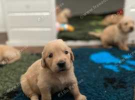 Beautiful litter of golden retriever puppies.