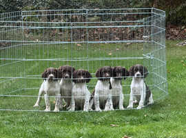 ESS pups Ready now 3 boys.