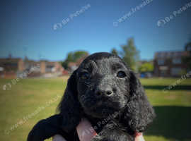 Black cockapoo puppies for sale