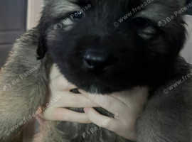 Beautiful Top Quality Caucasian puppy
