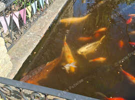 Large koi