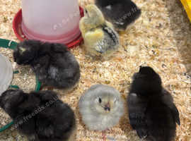 Various breeds of Chicks !! Ready now !