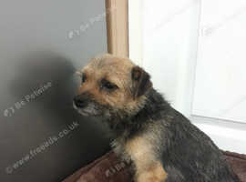 Border terrier puppy's