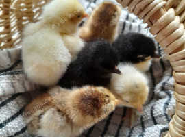 Day old Pekin Bantam chicks