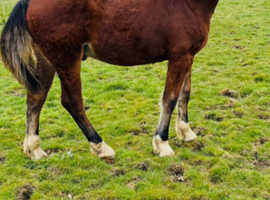 Handsome Welsh d gelding