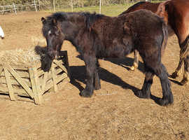 Fell yearling filly