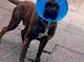 Boxer