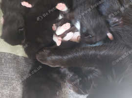 Kittens for sale