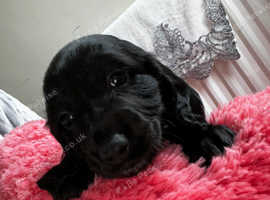 Dachshund/cocker spaniel puppys