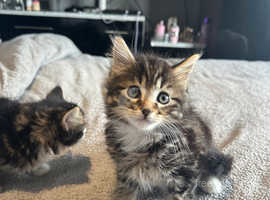 Two amazing kittens need homes asap