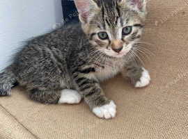 Kitten boy bobtail