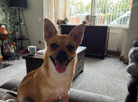 Pug X chihuahua