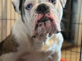 Health tested & hip scored parents  olde English bulldog puppies