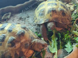 4year old hermann tortoise