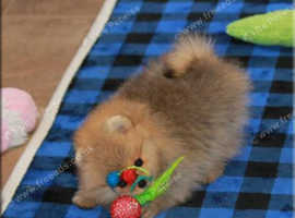 Flourished Pomeranian puppies