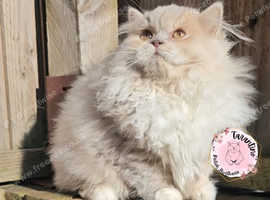 GCCF REGISTERED BRITISH LONGHAIR KITTEN